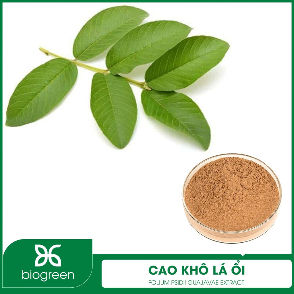 Cao khô Lá ổi