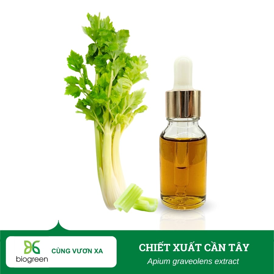 Chiết xuất Cần tây
