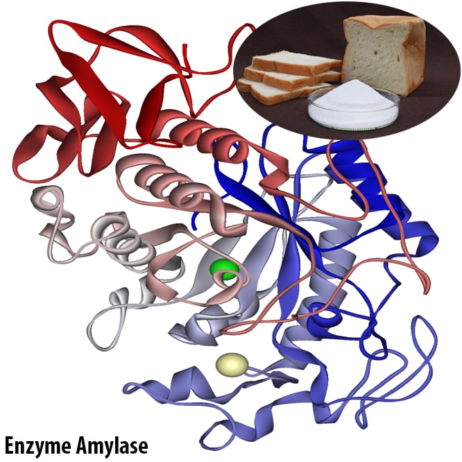 Enzyme Amylase có tác dụng gì?