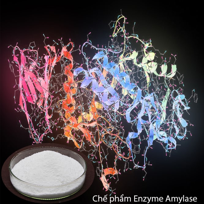Chế phẩm Enzyme Amylase với đời sống con người