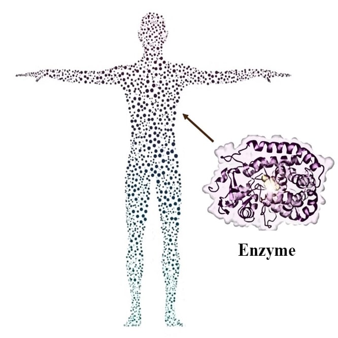 Cơ chế tác dụng và hoạt động của Enzyme