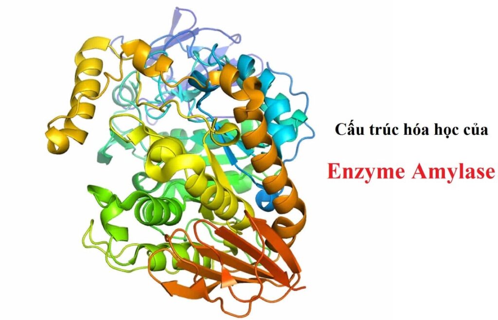 5 Điều tổng quan về Enzyme Amylase có thể bạn không biết? 1