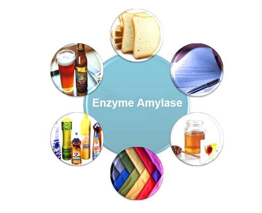 5 Điều tổng quan về Enzyme Amylase có thể bạn không biết? 3