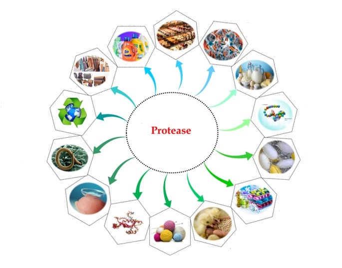 Protease tái tổ hợp là gì? Quy trình sản xuất như thế nào? 3