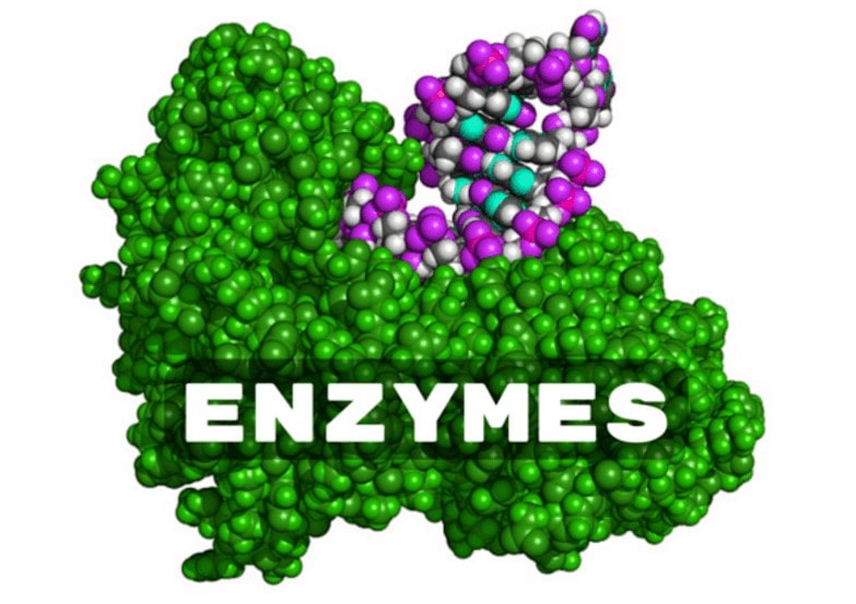Enzyme 1 thành phần và 2 thành phần là gì? 1