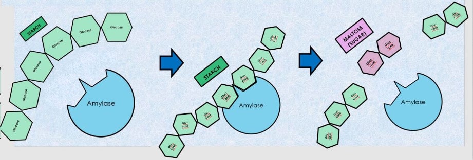 Enzyme amylase có mấy loại? Các loại amylase khác nhau thế nào? 2