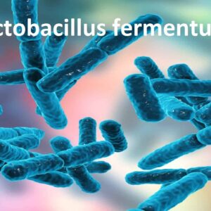 Imumentum vách tế bào Lactobacillus fermentum