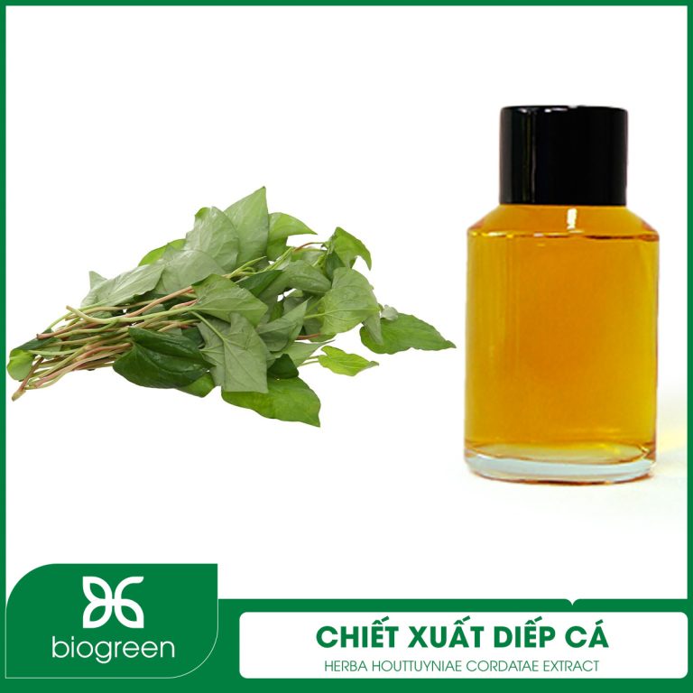 Chiết xuất Diếp cá
