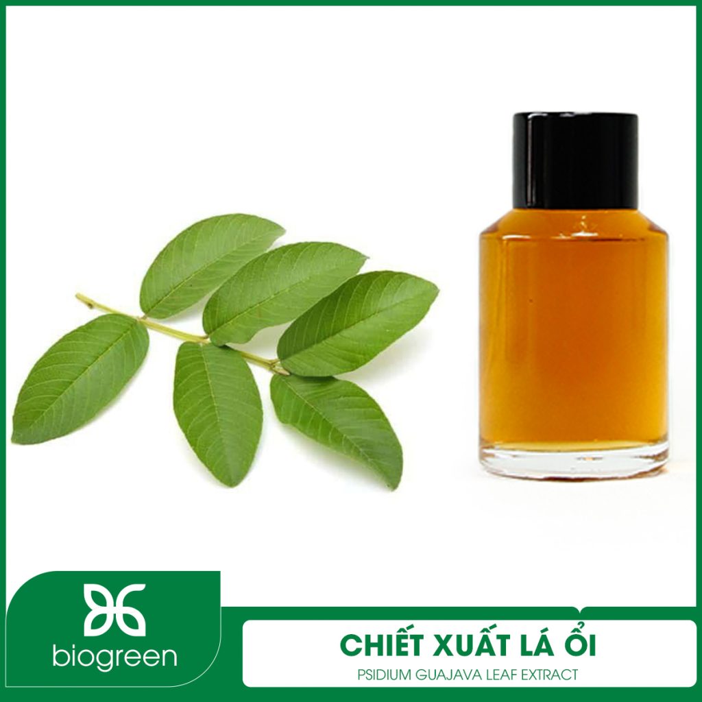 Chiết xuất Lá ổi