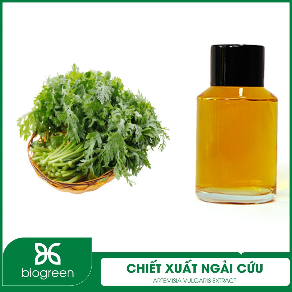 Chiết xuất Ngải cứu