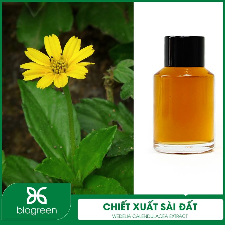 Chiết xuất Sài đất