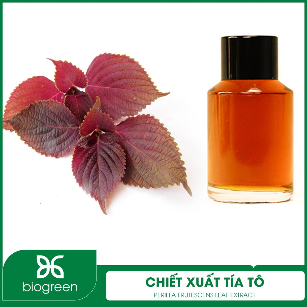 Chiết xuất Tía tô