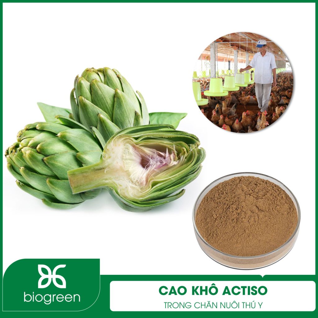Cao khô Actiso trong Chăn nuôi thú y