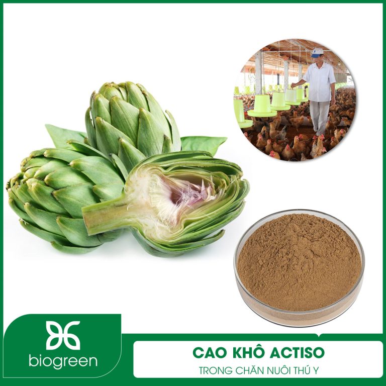 Cao khô Actiso trong Chăn nuôi thú y