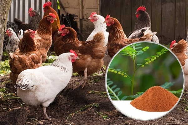 Cao khô Diệp hạ châu trong Chăn nuôi thú y
