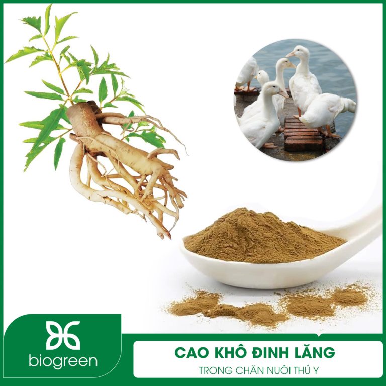 Cao khô Đinh lăng trong Chăn nuôi thú y