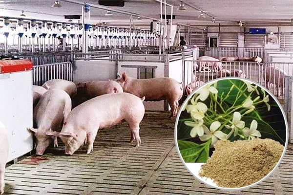 Cao khô Mộc hoa trắng trong Chăn nuôi thú y