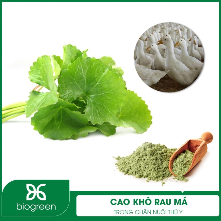 Cao khô Rau má trong Chăn nuôi thú y