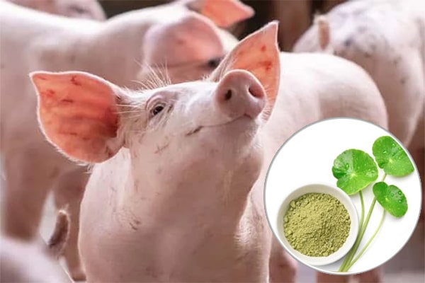 Cao khô Rau má trong Chăn nuôi thú y