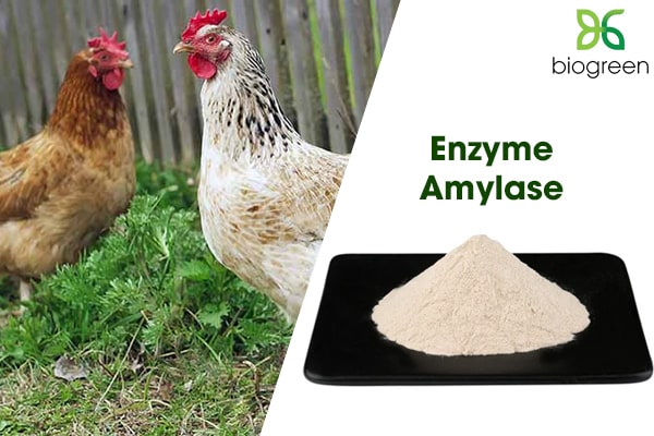 Enzyme Amylase trong Chăn nuôi thú y