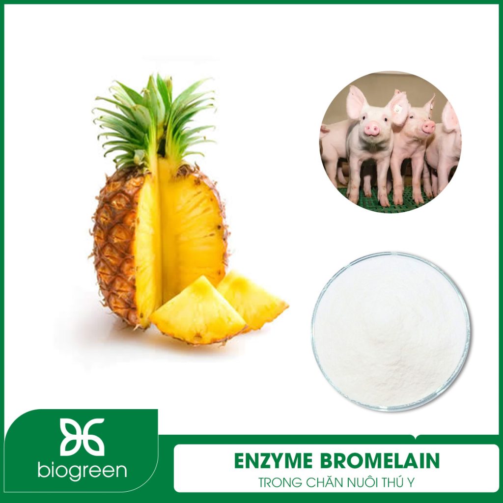 Enzyme Bromelain trong Chăn nuôi thú y
