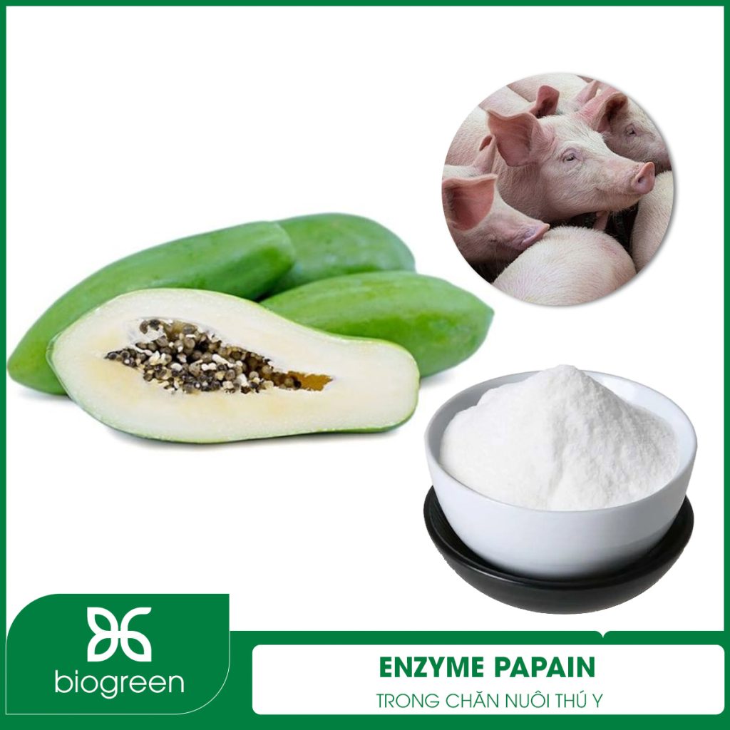 Enzyme Papain trong Chăn nuôi thú y