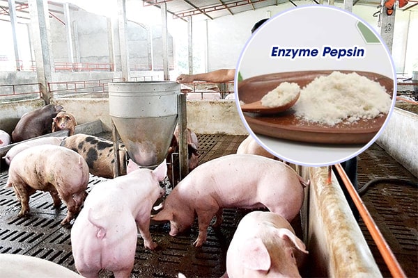 Enzyme Pepsin trong Chăn nuôi thú y