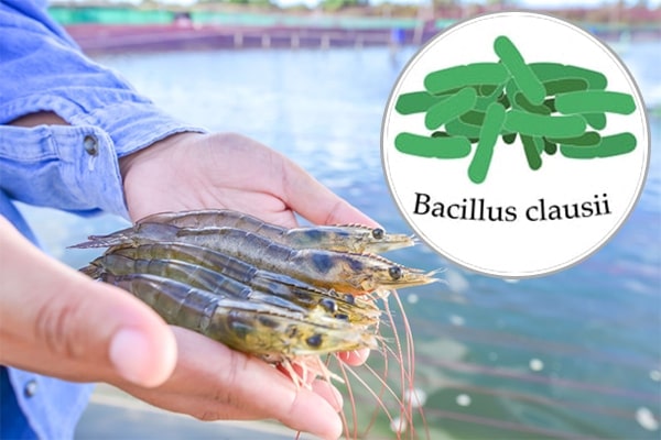 Bacillus clausii trong nuôi trồng thủy sản
