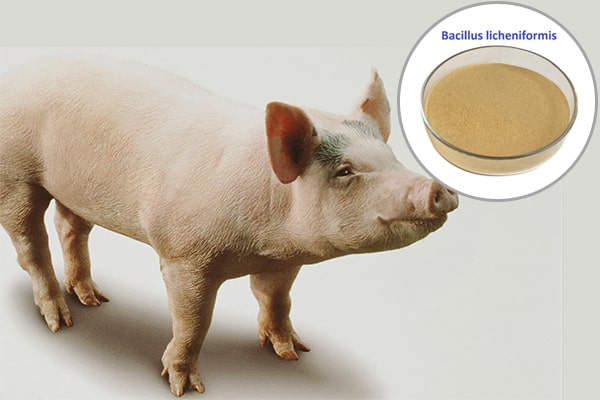 Bacillus licheniformis trong chăn nuôi thú y