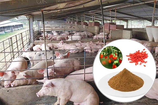 Cao khô câu kỷ tử trong Chăn nuôi thú y