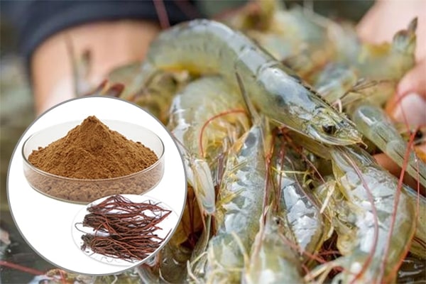 Cao khô đan sâm trong Nuôi trồng thủy sản