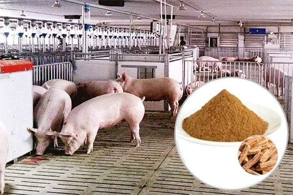 Cao khô đẳng sâm trong Chăn nuôi thú y