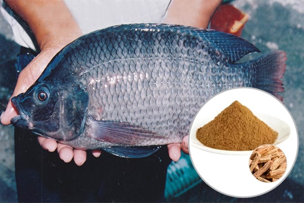 Cao khô đẳng sâm trong Nuôi trồng thủy sản