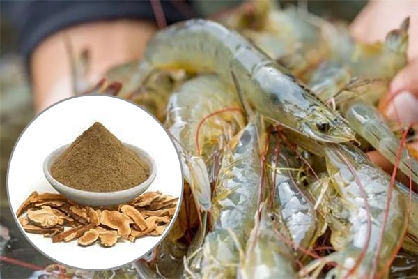 Cao khô hoàng kỳ trong Nuôi trồng thủy sản