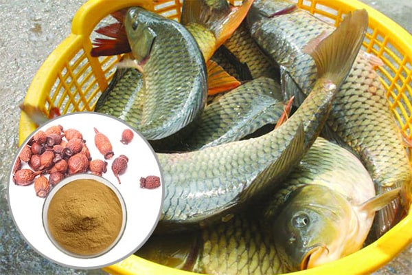 Cao khô Kim anh tử trong Nuôi trồng thủy sản