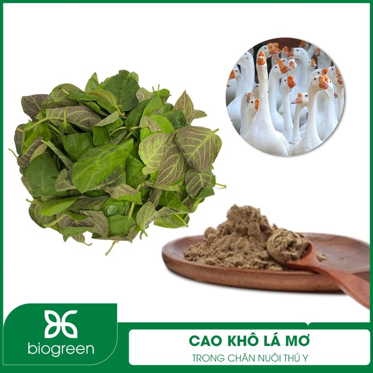 Cao khô lá mơ trong Chăn nuôi thú y