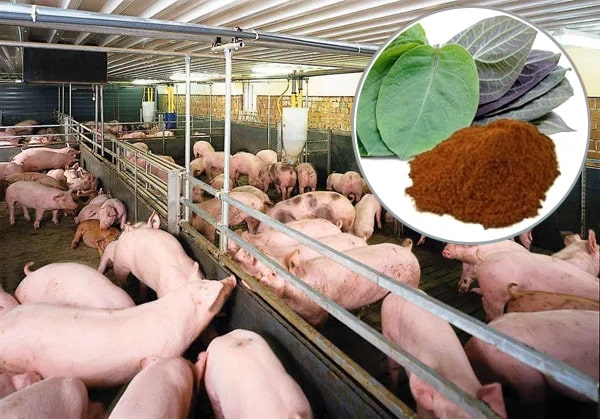 Cao khô lá mơ trong Chăn nuôi thú y
