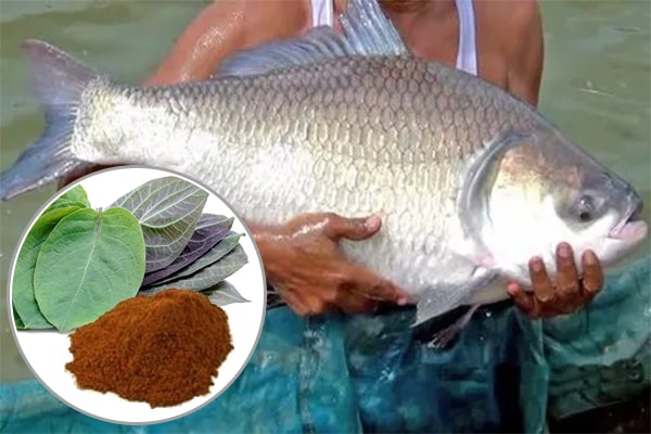 Cao khô lá mơ trong Nuôi trồng thủy sản