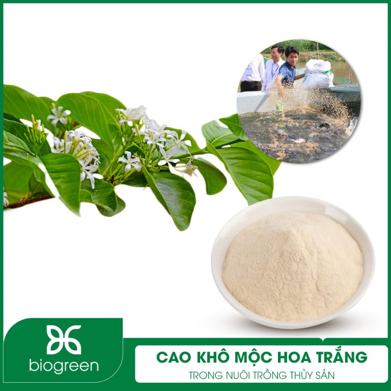 Cao khô mộc hoa trắng trong Nuôi trồng thủy sản