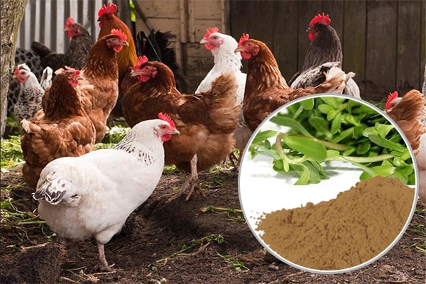 Cao khô rau đắng đất trong Chăn nuôi thú y
