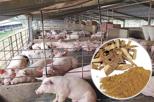 Cao khô Tục đoạn trong Chăn nuôi thú y 