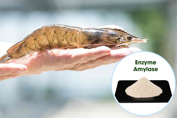 Enzyme Amylase trong Nuôi trồng thủy sản
