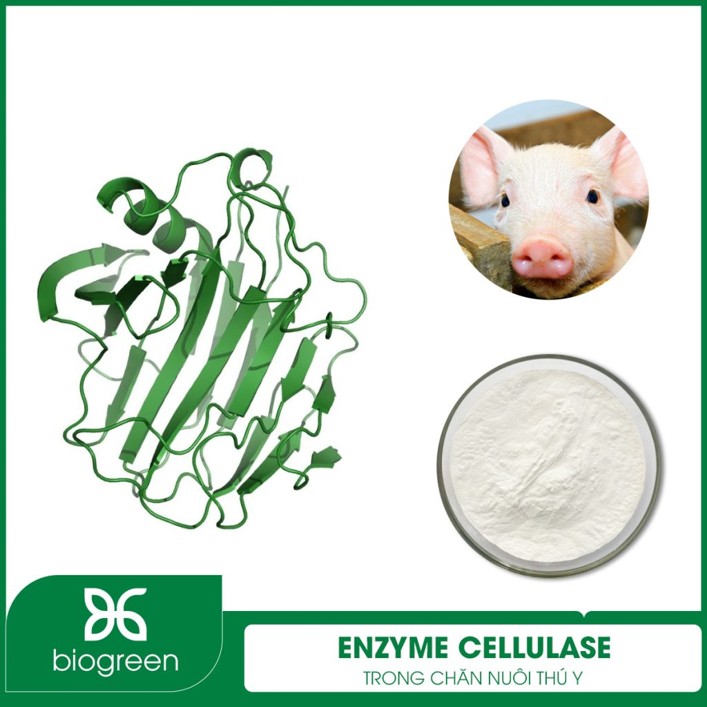 Enzyme Cellulase trong Chăn nuôi thú y