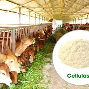 Enzyme Cellulase trong Chăn nuôi thú y