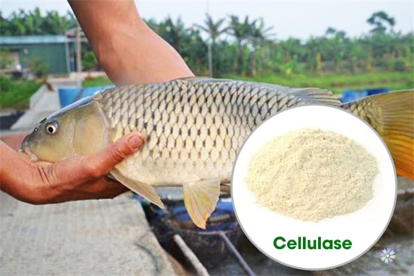 Enzyme Cellulase trong Nuôi trồng thủy sản