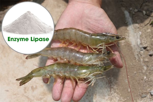 Enzyme Lipase trong Nuôi trồng thủy sản