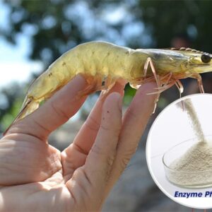 Enzyme Phytase trong Nuôi trồng thủy sản