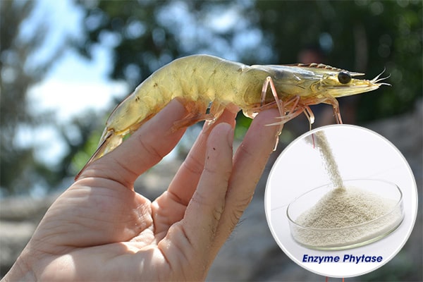 Enzyme Phytase trong Nuôi trồng thủy sản
