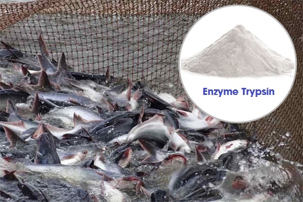 Enzyme Trypsin trong Nuôi trồng thủy sản