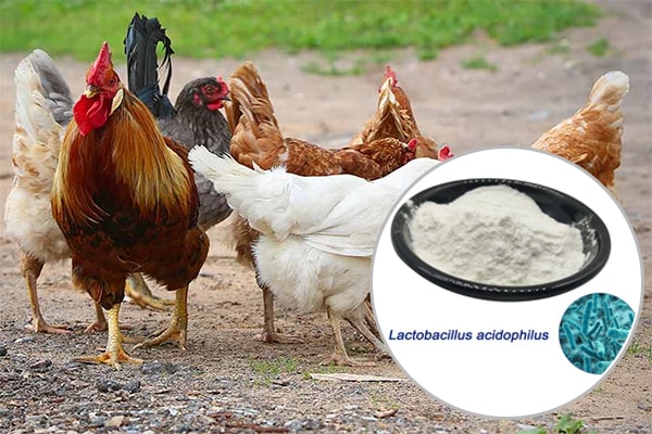 Lactobacillus acidophilus trong chăn nuôi thú y